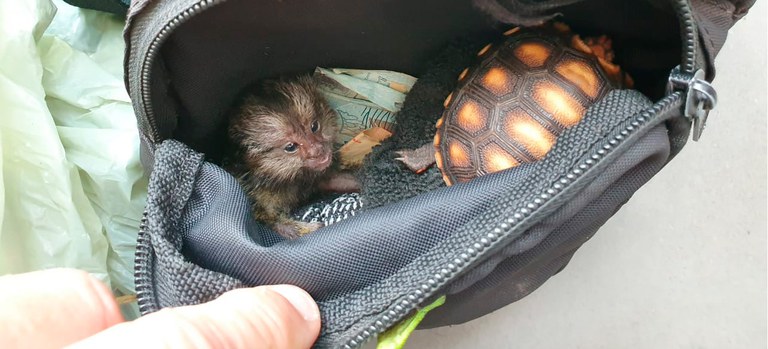 Ibama combate tráfico de animais silvestres em Duque de Caxias