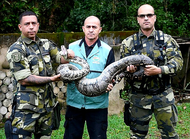 Cobra de quase 2 metros é resgatada em fazenda de Tinguá