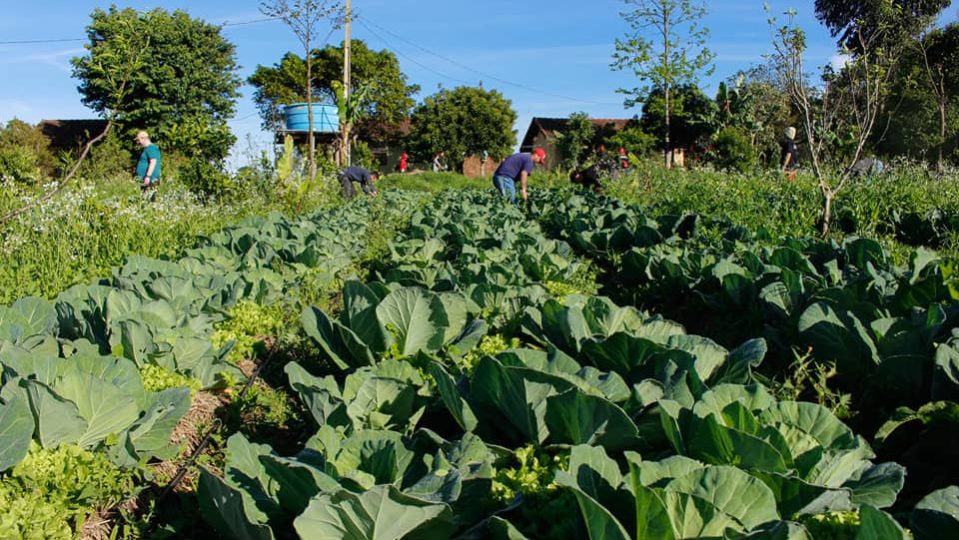Estudo propõe abordagem integrada para combater desnutrição, obesidade e crise climática