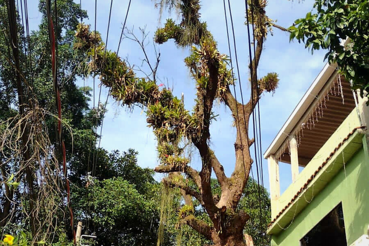 Árvore que oferecia riscos a moradores do morro dos cabritos em Xerém recebe poda