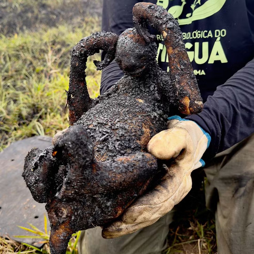Bicho-preguiça é encontrado carbonizado em área de proteção ambiental na baixada fluminense 