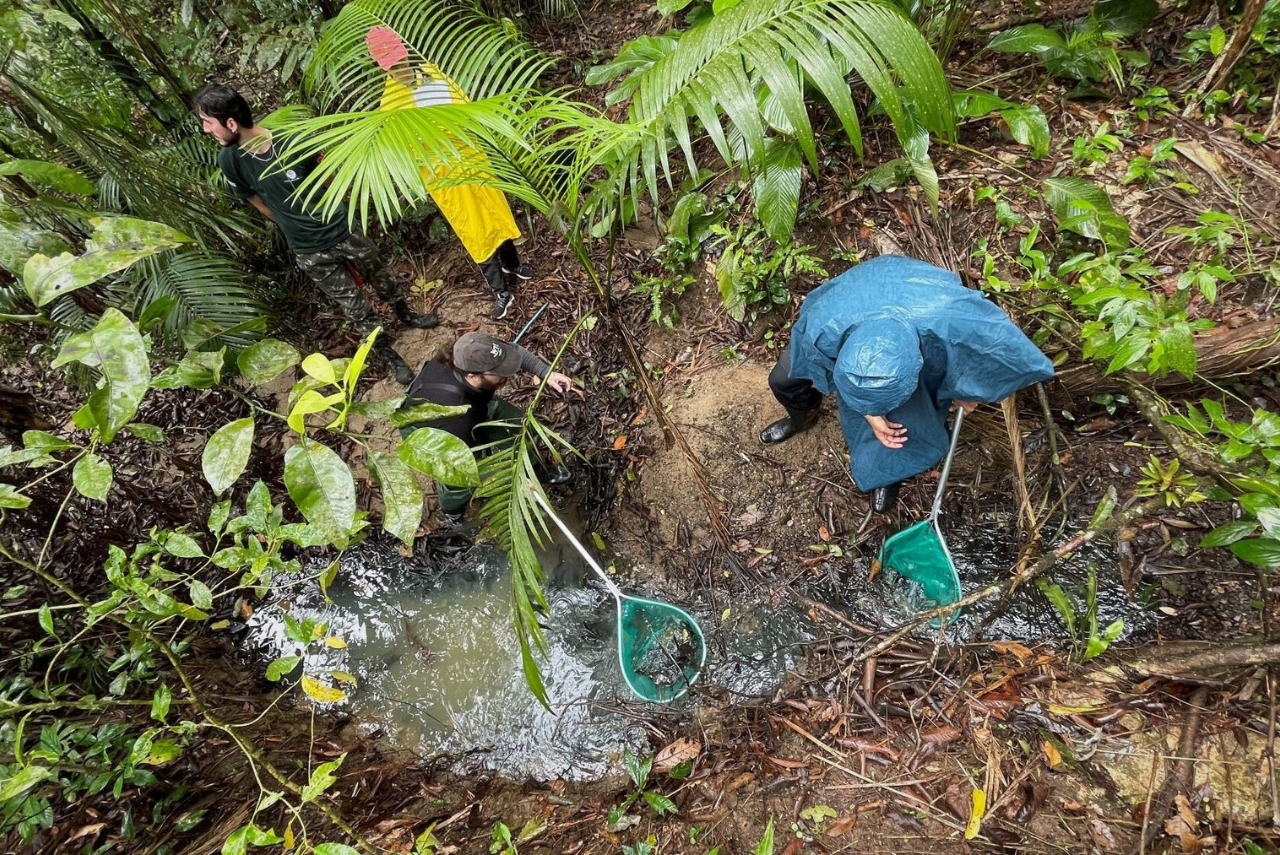 Estudo aponta lacunas na pesquisa sobre a vida de peixes em poças temporárias