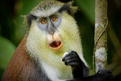 Redes sociais viram vitrines do tráfico de animais